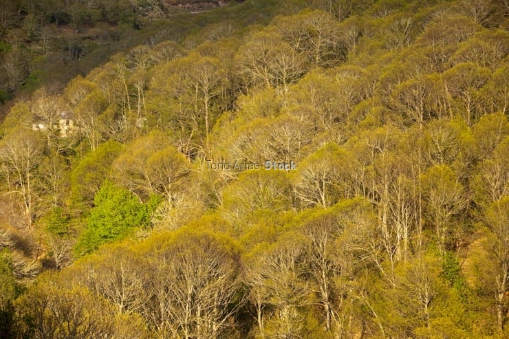 Bosque de castaños,O Caurel, Galicia