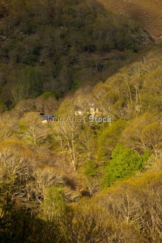 Bosque de castaños,O Caurel, Galicia