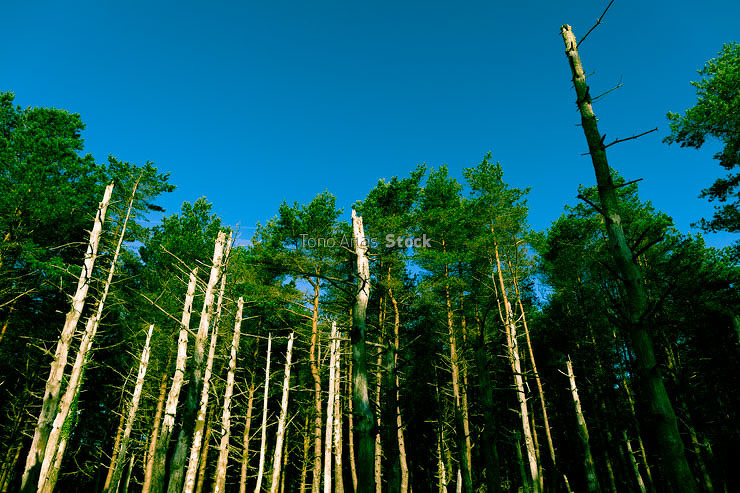 Bosque de Pinos secos, Galicia