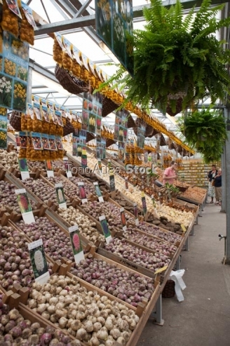 Bulbos,mercado de las flores, Amsterdam, Holanda