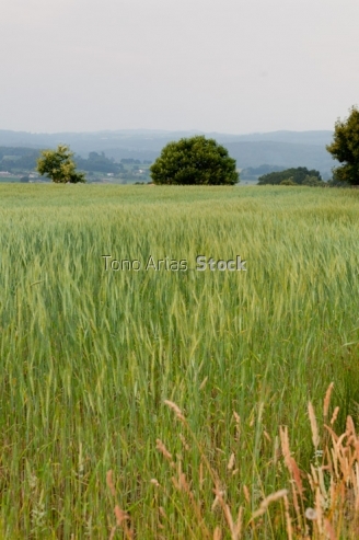 Camo de trigo , Melide, Galicia
