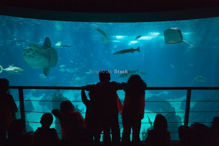 Central aquarium in Lisbon Oceanarium, Parque das Nações. Lisbon, Portugal
