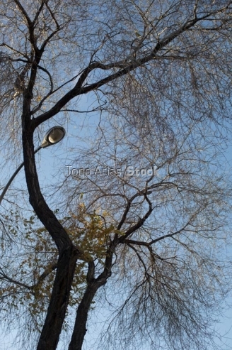 Farola y árbol, Madrid