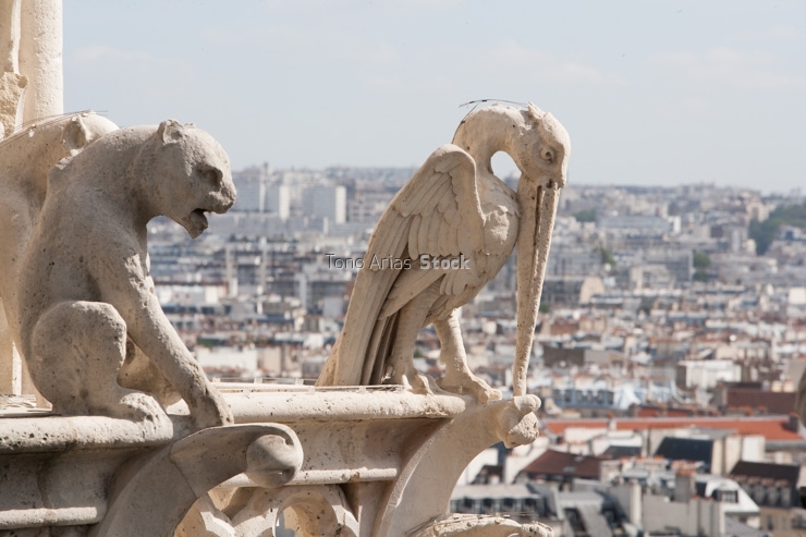 Gargolas de Notre Dame, París