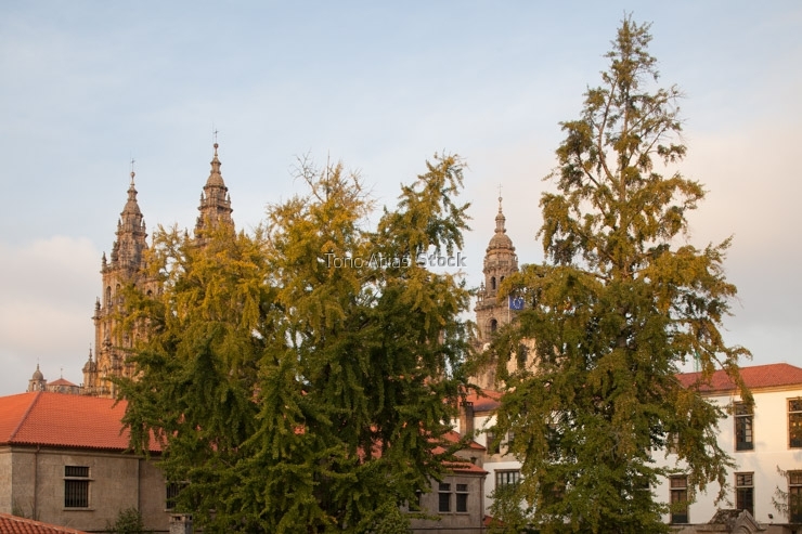 Ginkgos patio da universidade, Santiago de Compostela, Galicia