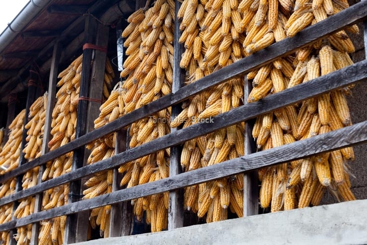 Mazorcas de maíz, Provincia de Ourense, Galicia