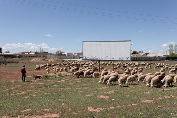 Rebaño de ovejas, Alcazar de San Juan, Castilla la Mancha