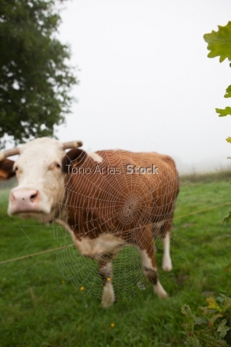 Vacas , A Estrada, Galicia
