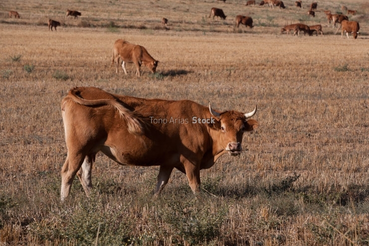 Vacas, Ávila, Castilla y León,
