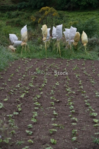 35260