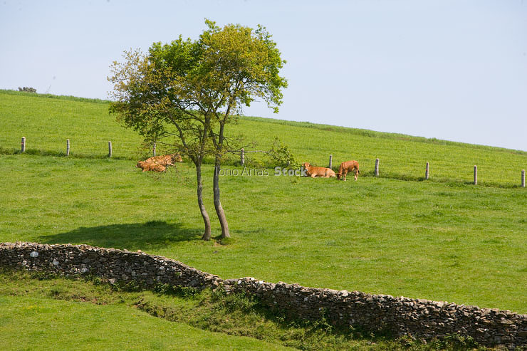 Abadín, Camiño do Norte