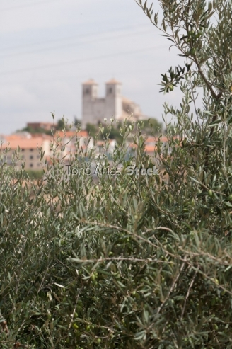 Aceitunas de Campo Real, Comunidad de Madrid