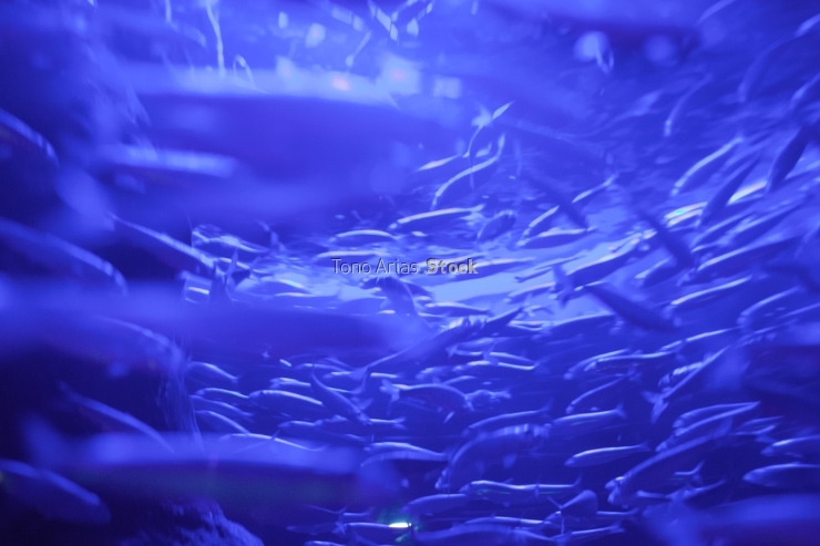 Acuario,Donostia, Euskadi