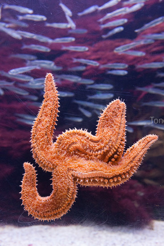 Acuario,Donostia, Euskadi
