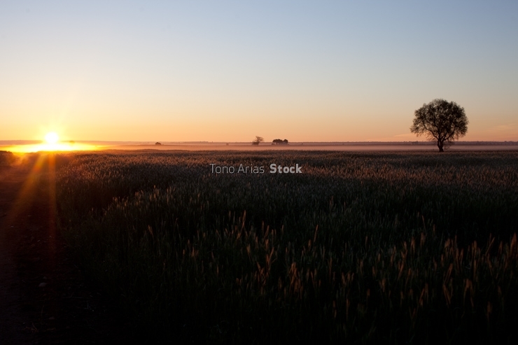 Amanecer en Castilla la Mancha, cerca de La Villa de Don Fadriqu