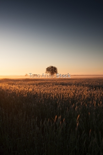 Amanecer en Castilla la Mancha, cerca de La Villa de Don Fadriqu