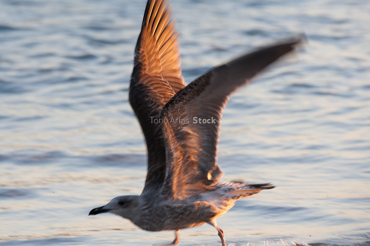 Aves,gaviota