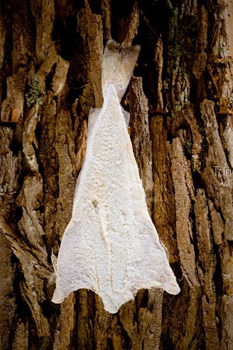 Bacalao curado