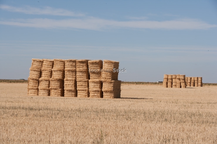 Balas, Rueda,provincia de  Valladolid , Castilla león, 