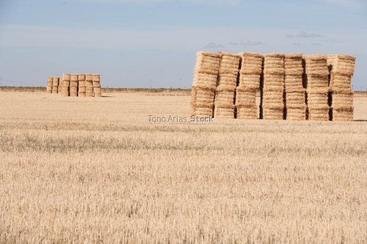 Balas, Rueda,provincia de  Valladolid , Castilla león, 