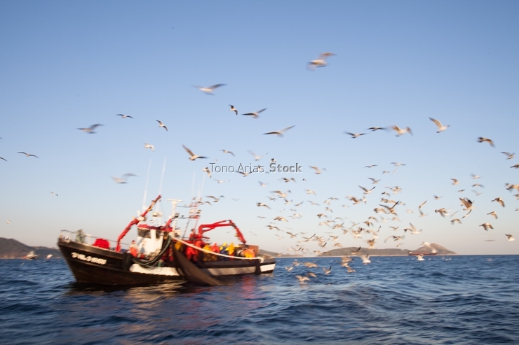 Barcos de pesca, ría de Vigo, Galicia