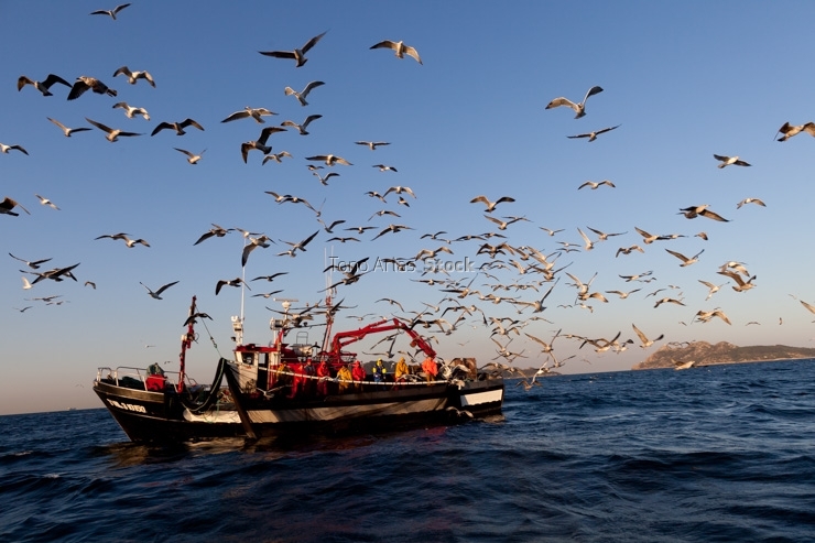 Barcos de pesca, ría de Vigo, Galicia