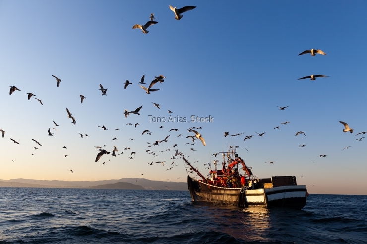 Barcos de pesca, ría de Vigo, Galicia
