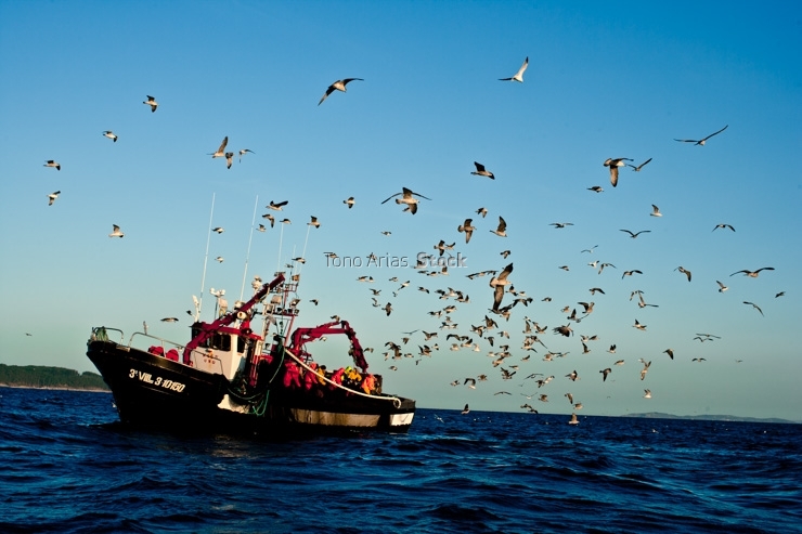 Barcos de pesca, ría de Vigo, Galicia