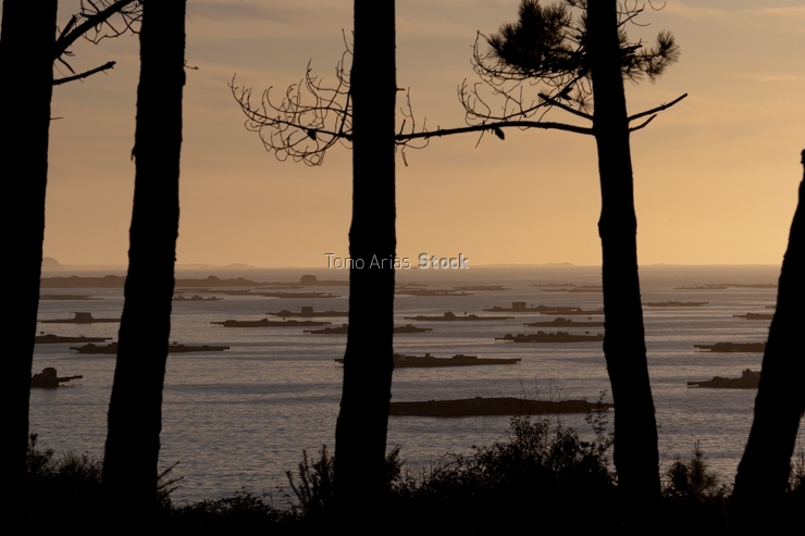 Bateas ría de Arousa, provincia de Pontevedra, Galicia