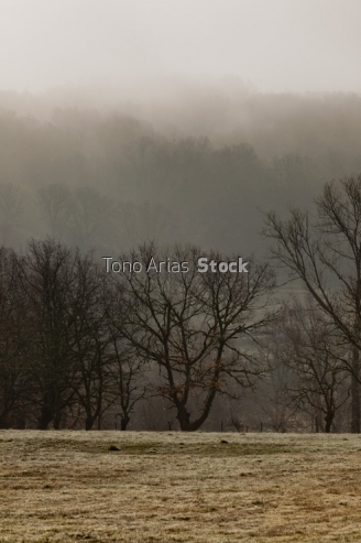 Bosque de carballos, castro Caldelas,Provincia de Ourense, Galic