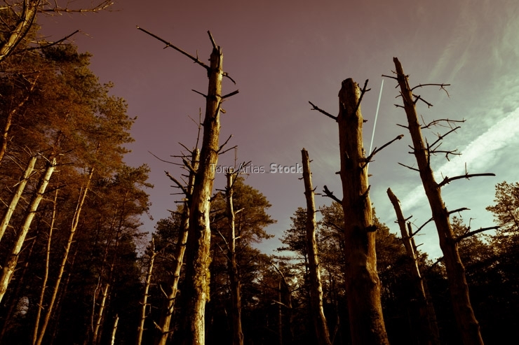 Bosque de Pinos secos, Galicia