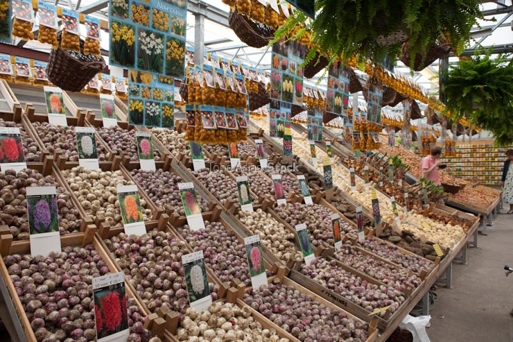 Bulbos,mercado de las flores, Amsterdam, Holanda