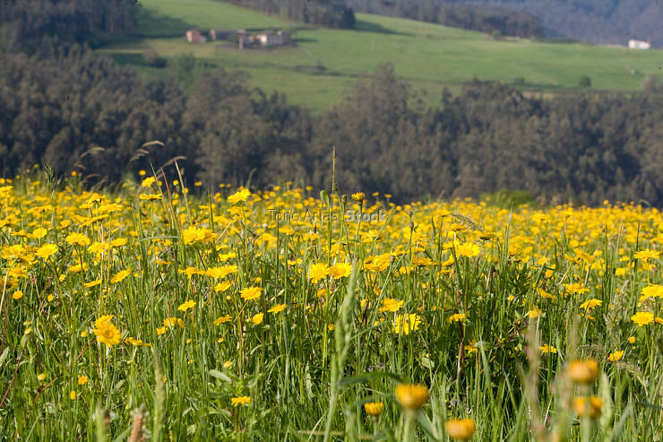 Camiño do Norte, lourenzá