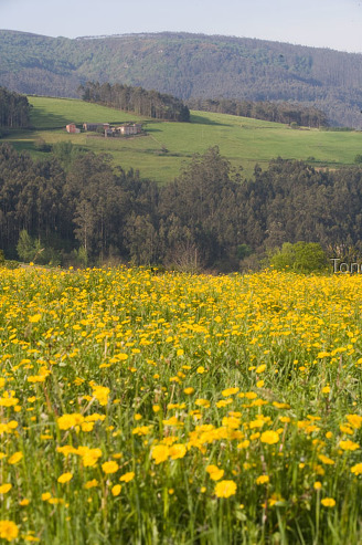 Camiño do Norte, lourenzá