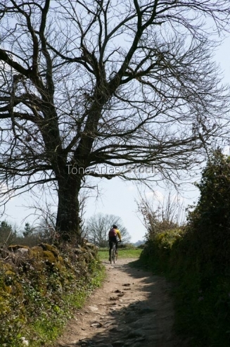 Camiño Francés, Galicia