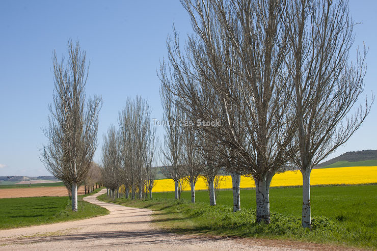 Campos de Colza, Medina del Campo, Castilla León