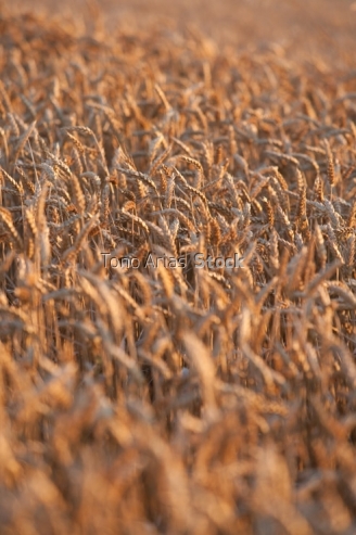 Cereales Navarra