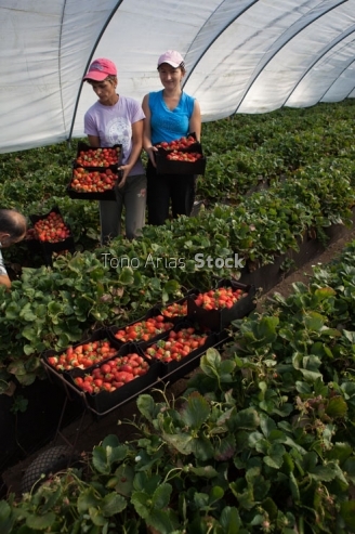 Cultivo de Fresas, A Estrada , Galicia