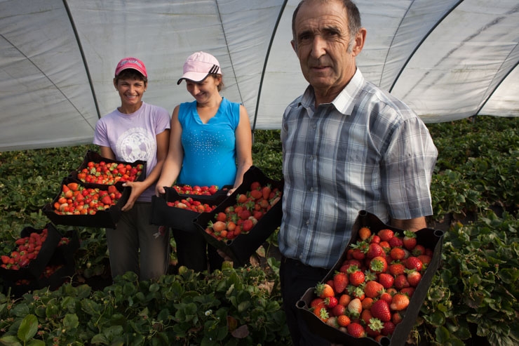 Cultivo de Fresas, A Estrada , Galicia
