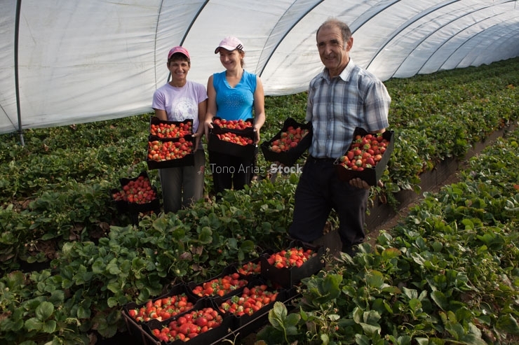Cultivo de Fresas, A Estrada , Galicia