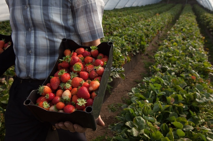 Cultivo de Fresas, A Estrada , Galicia