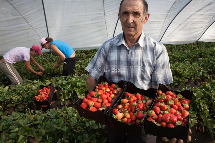 Cultivo de Fresas, A Estrada , Galicia