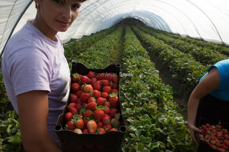Cultivo de Fresas, A Estrada , Galicia
