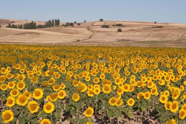 Cultivo de Girasoles, Avila, Castilla León,