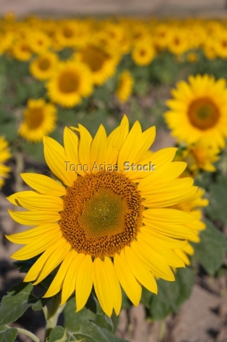Cultivo de Girasoles, Avila, Castilla León,