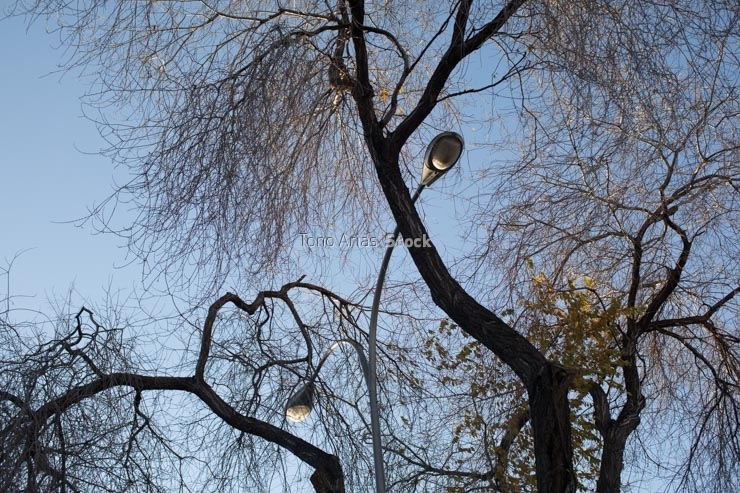 Farola y árbol, Madrid