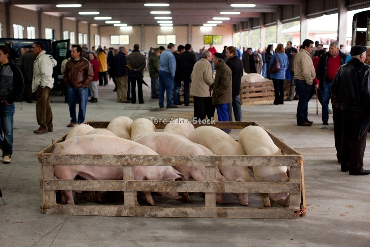 Feira de Monterroso, provincia de Lugo, Galicia