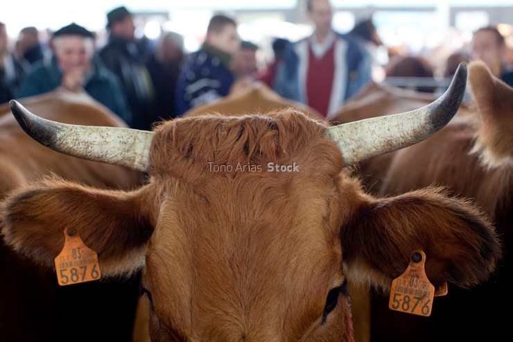 Feira de Monterroso, provincia de Lugo, Galicia