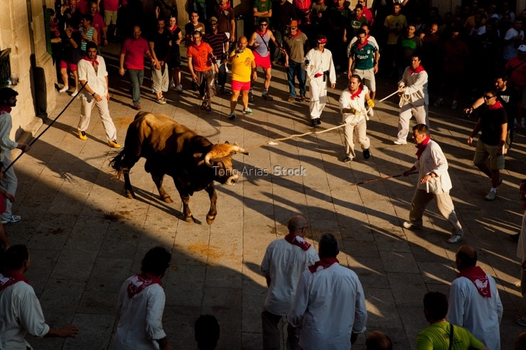 Festa do Boi, Allariz, provincia de Ourense, Galicia
