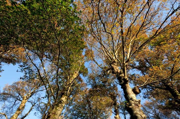 Fraga de Catasós, Pazo de Quintela, Lalín